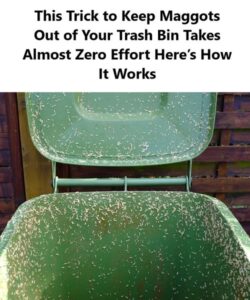 Maggots in the Trash Bin? Here’s How to Prevent Them – Best Recipes