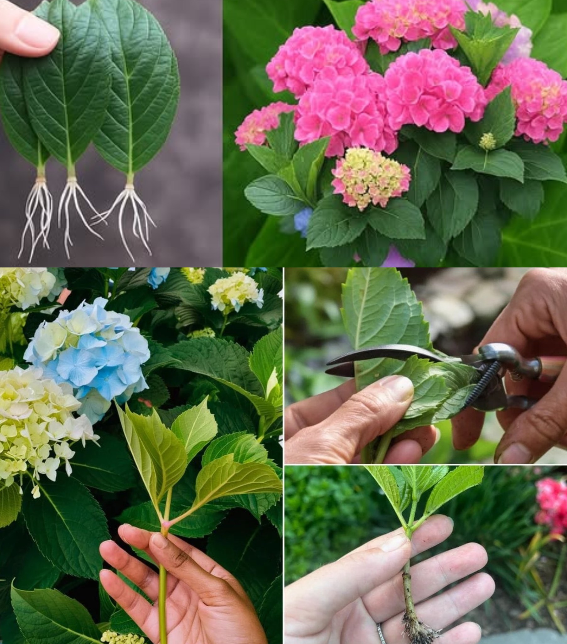 Now is the time to propagate hydrangeas – this is the easiest way ...